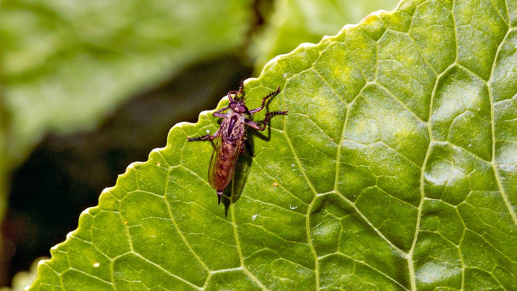 female Brown Heath Robberfly on a Horseradish leaf
