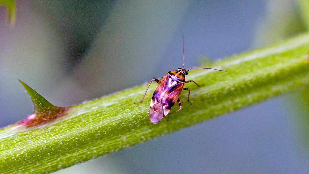 Tarnished Plant Bug on bramble cane