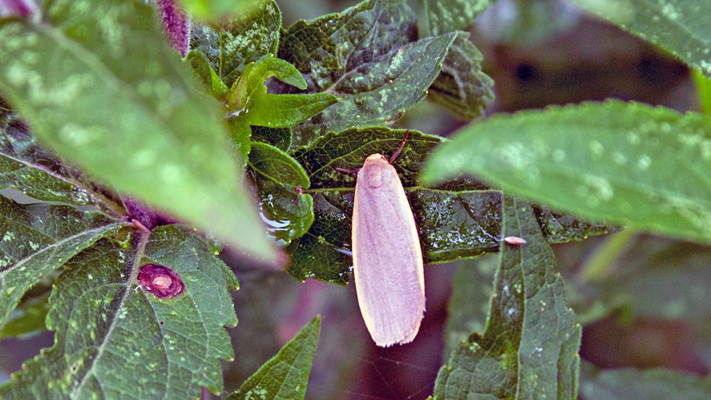 Dingy Footman moth
