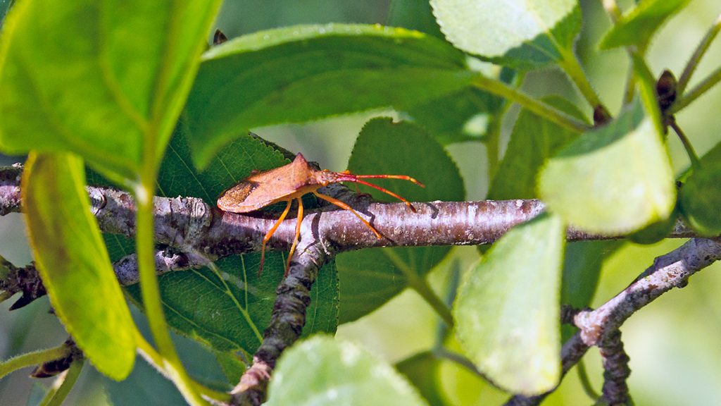 Box Bug on Common Buckthorn twig