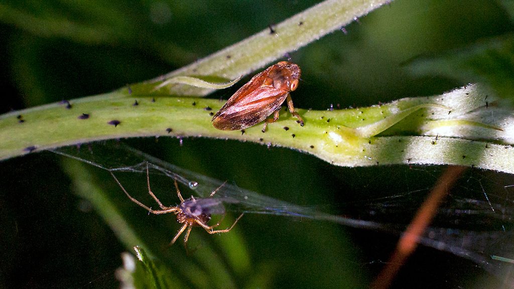 Common Froghopper attracting the attention of a spider