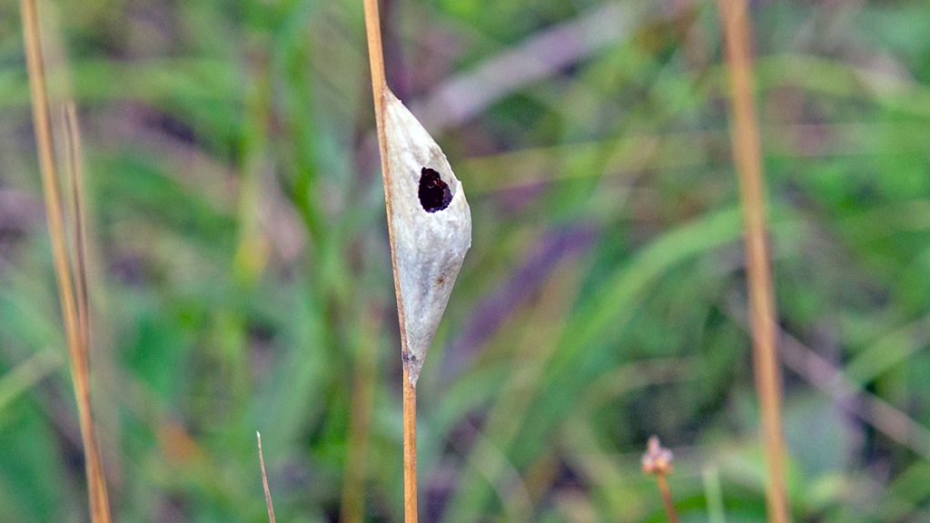empty pupal case of a Six-spot Burnet moth