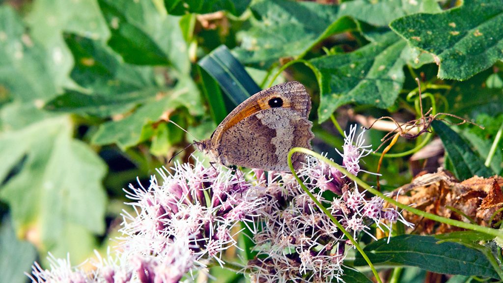 female Meadow Brown on Hemp-agrimony