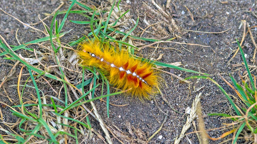 Sycamore Moth caterpillar