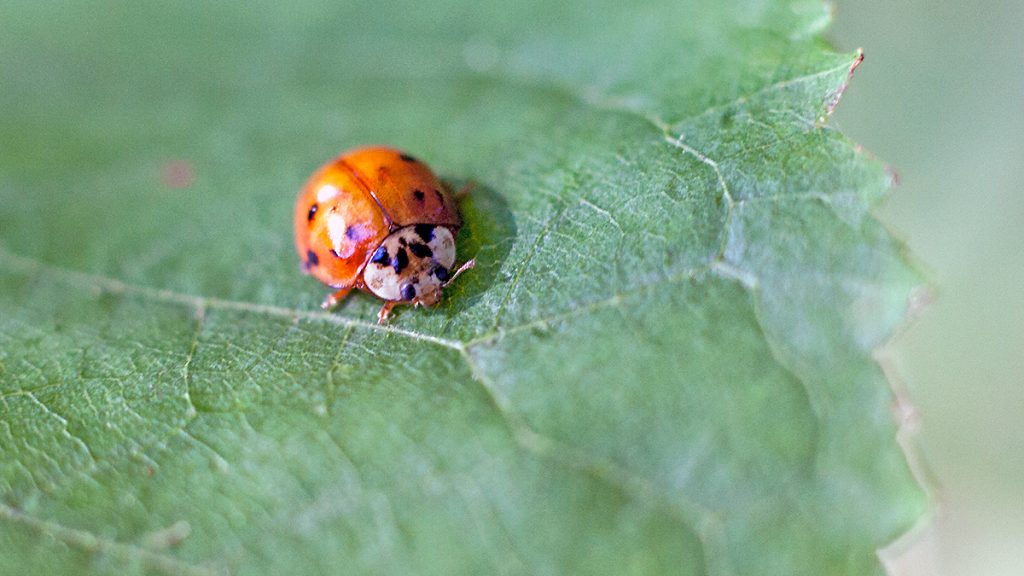 Harlequin Ladybird