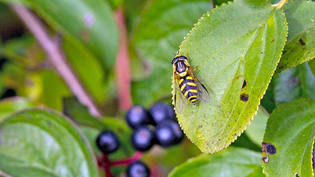 Stripe-backed Brusheye hoverfly on Common Buckthorn leaf