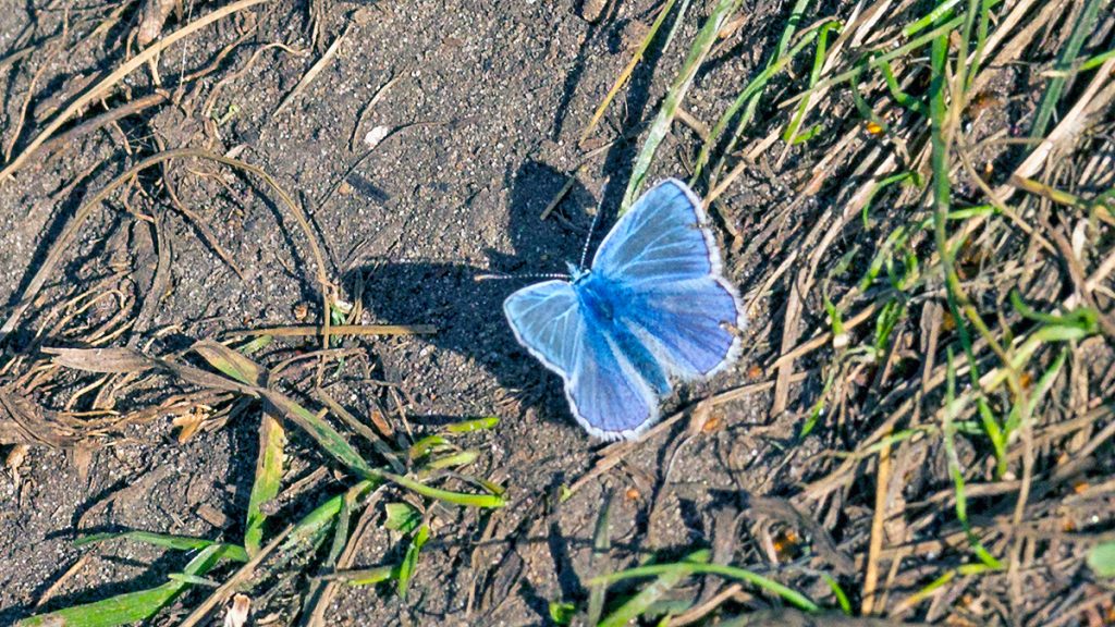 male Common Blue butterfly