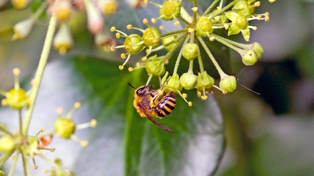 Ivy Bee collecting pollen from an ivy flower