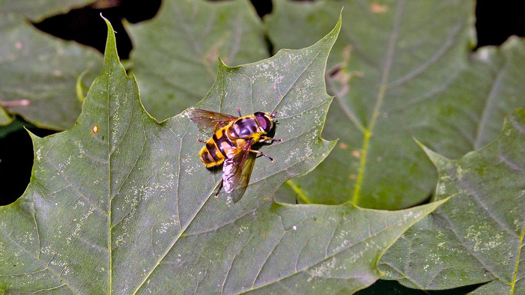 male Batman Hoverfly on a Norwegian Maple leaf