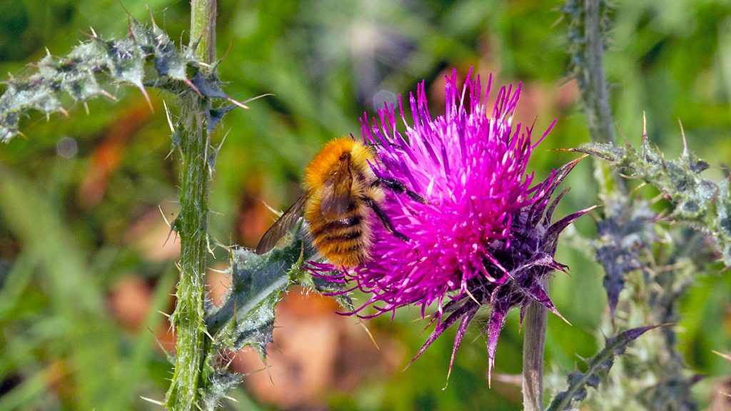 Common Carder Bee on a Musk Thistle flower
