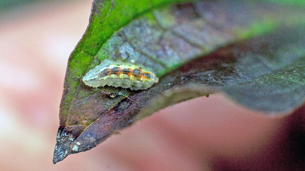 Common Banded Hoverfly larva on a Common Dogwood leaf