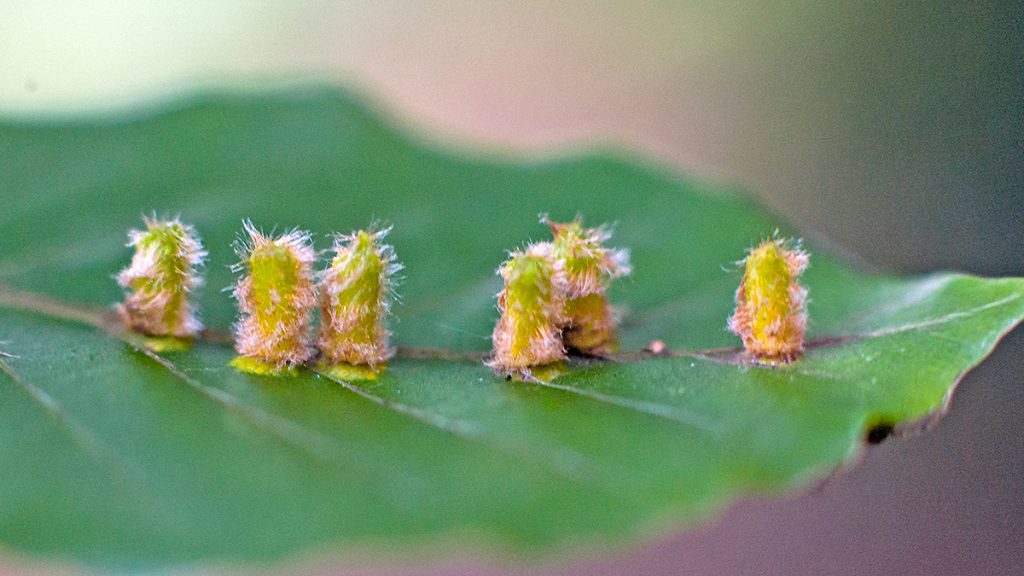 galls caused by Hairy Beech Gall Midge on beech leaf