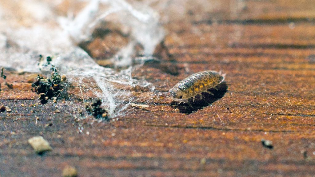 Common Striped Woodlouse on an old fence post