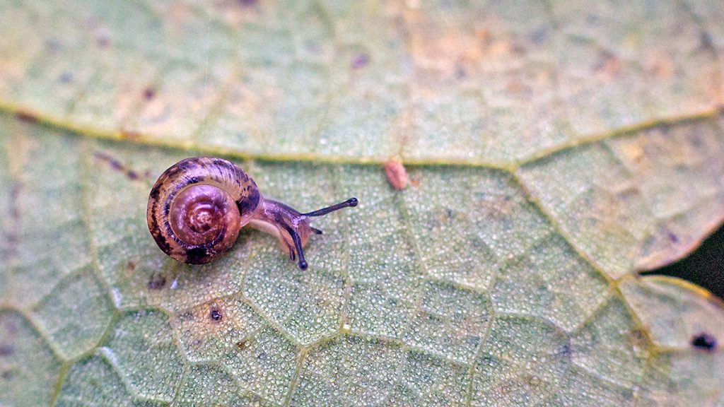 Cepaea land snail