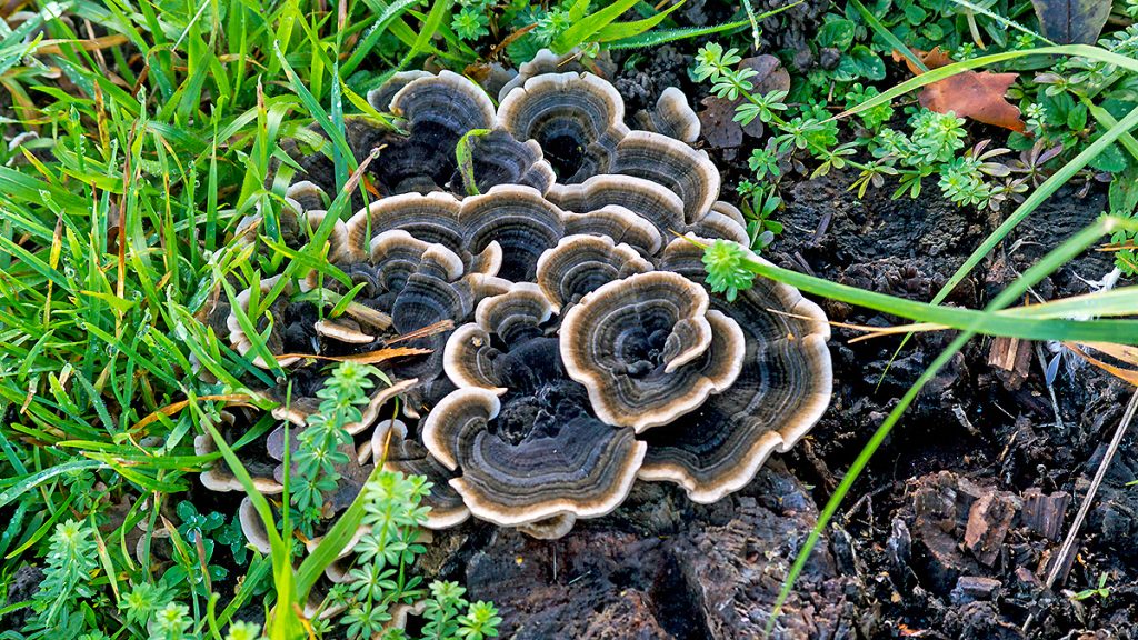 Turkey Tail mushrooms