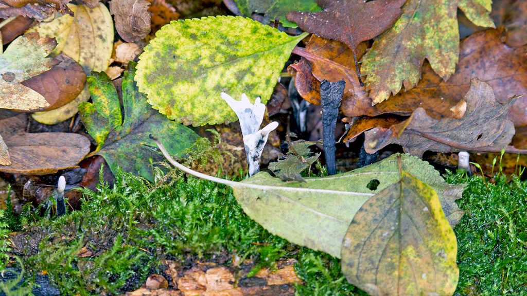 Candlesnuff fungus
