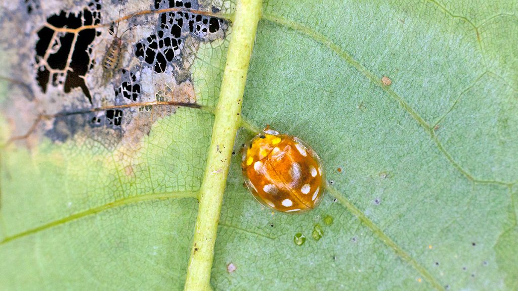 Orange Ladybird