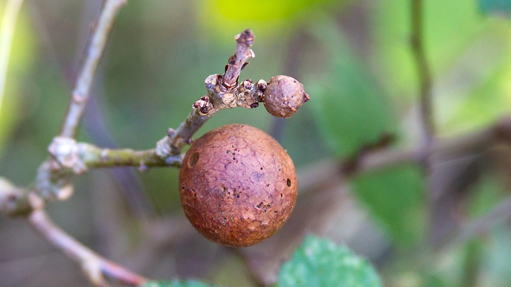 Oak Marble Gall