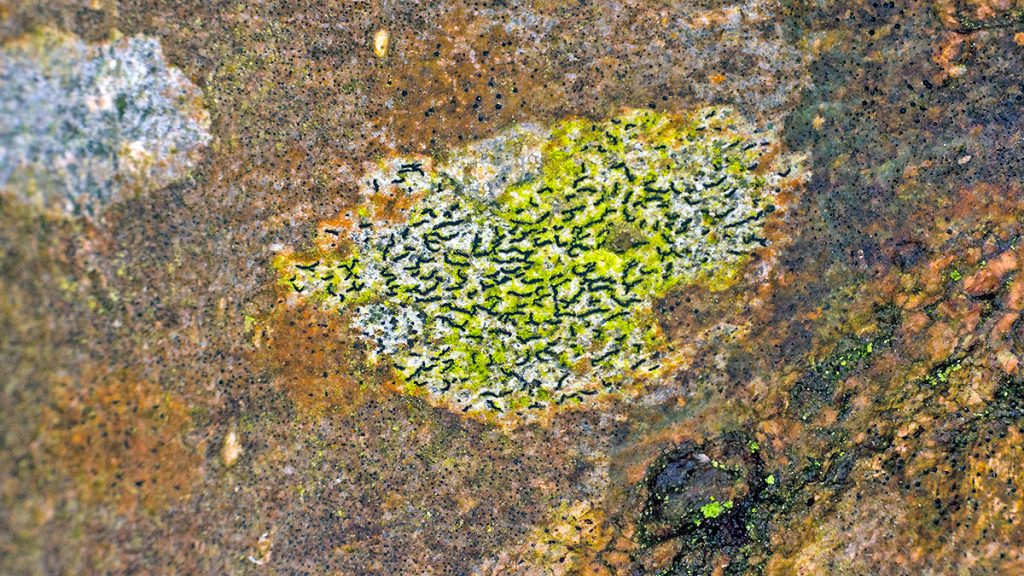 Script Lichen