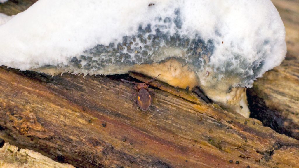 globular springtail