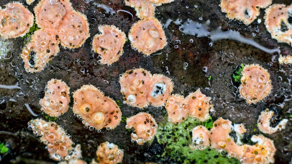 heavy dew on a crust fungus