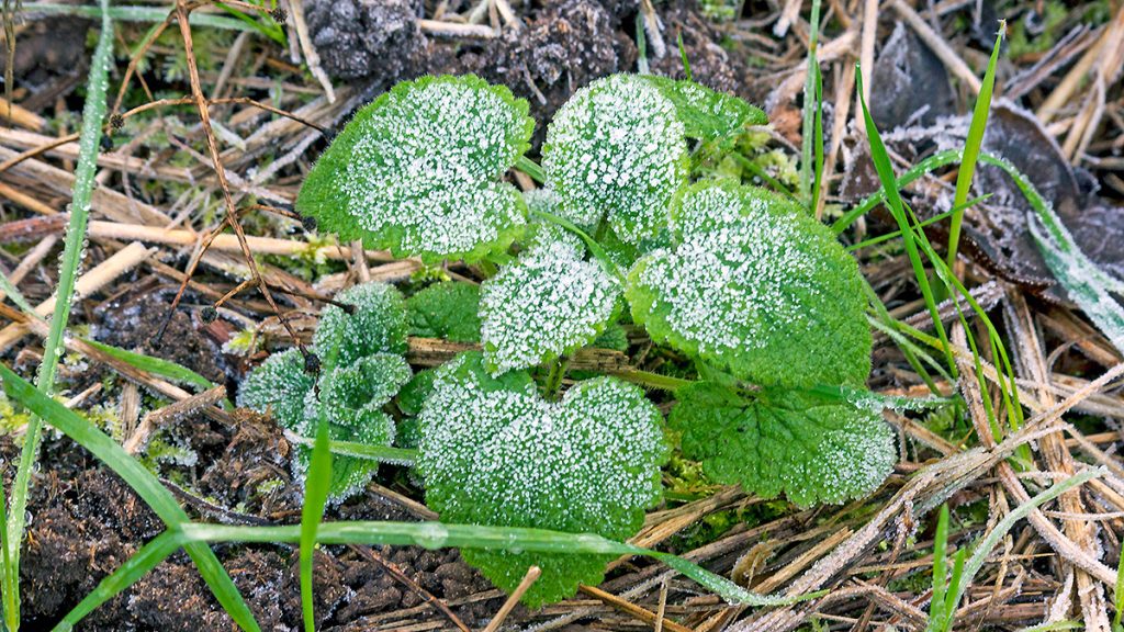 Frost encrusting the leaves of a young Red Dead-nettle