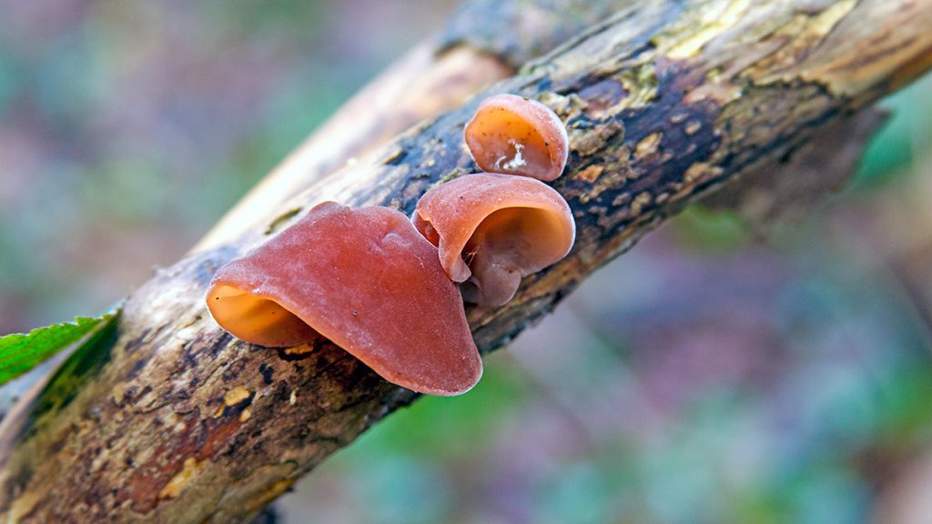Jelly Ear fungus