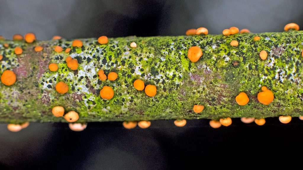 Coral Spot fungus