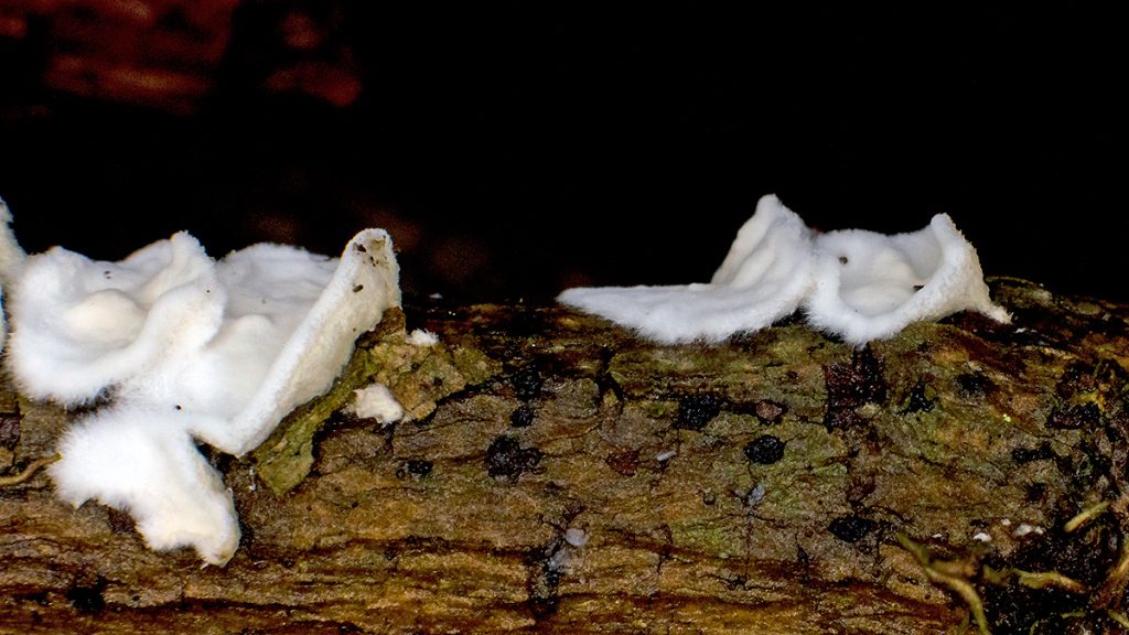 Netted Crust fungus