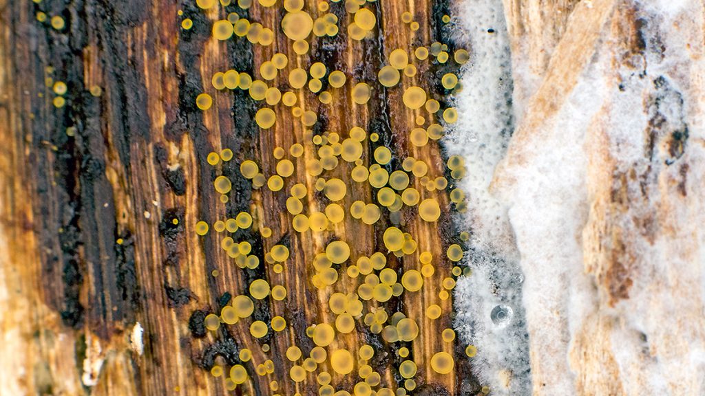 Common Glasscup fungus