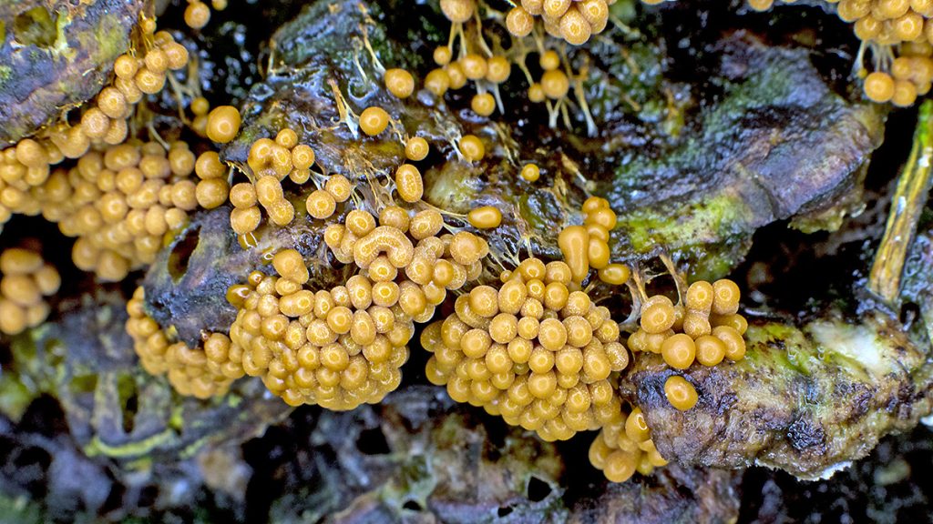 Badhamia slime mould