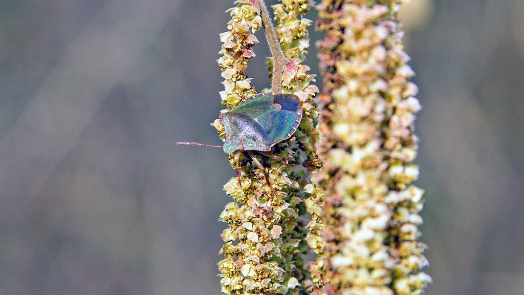 Green Shieldbug on a hazel catkin