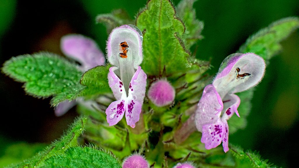 Red Dead-nettle flowers