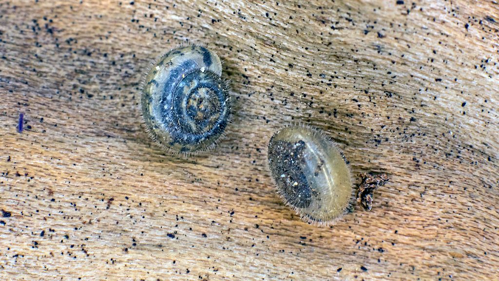 Hairy Snail
