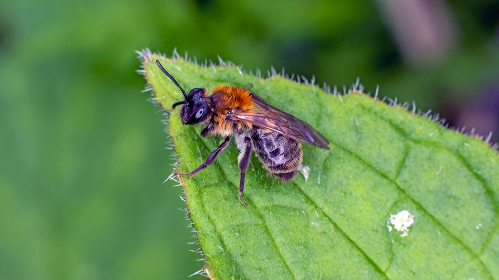 Chocolate Mining Bee