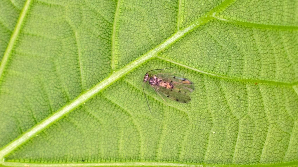 barkfly