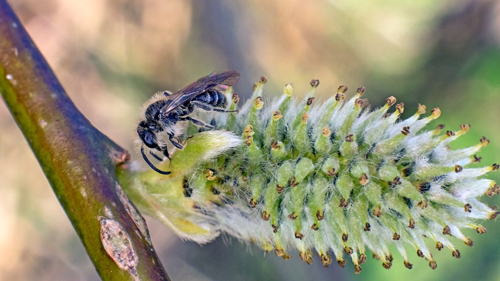 Small Sallow Mining Bee