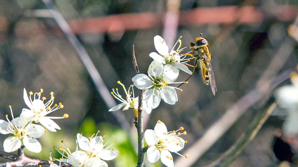 Lesser Banded Hoverfly on Blackthorn flower