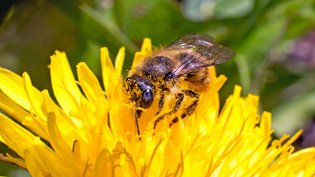 Ashy Mining Bee on Dandelion