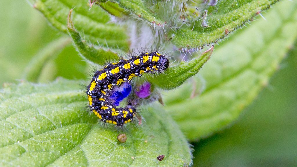 Scarlet Tiger Moth caterpillar