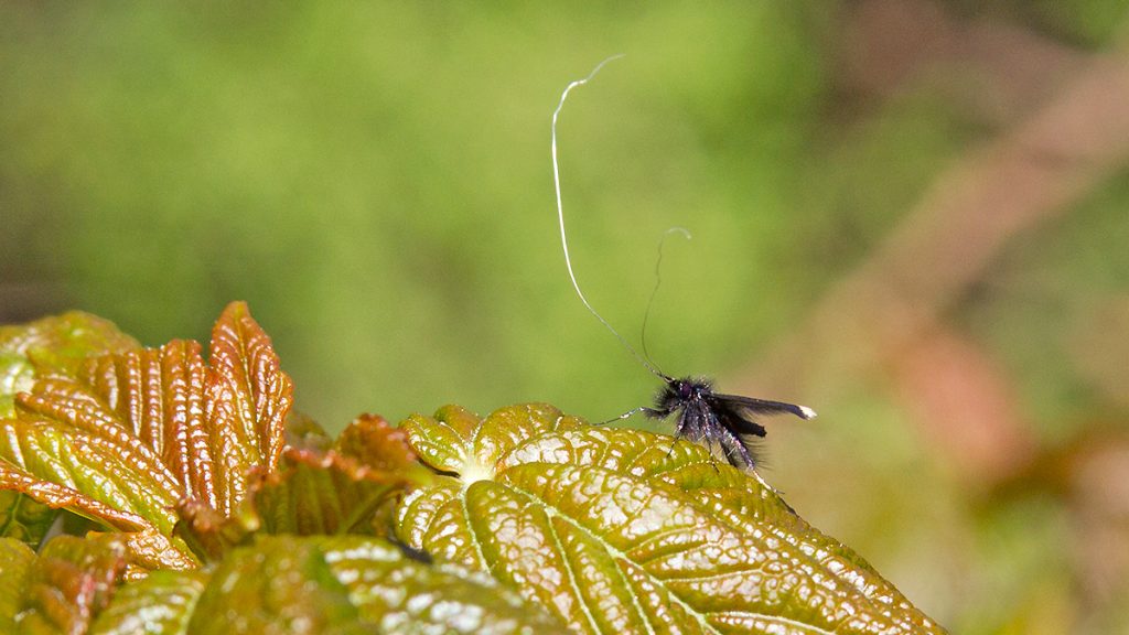 Green Longhorn moth