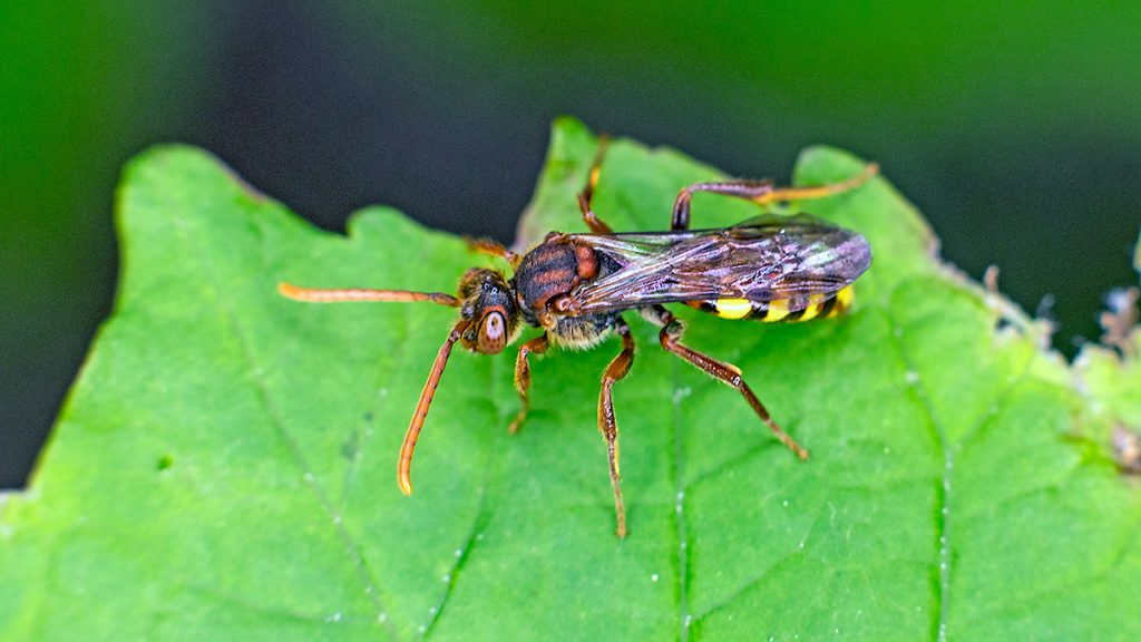 Flavous Nomad Bee