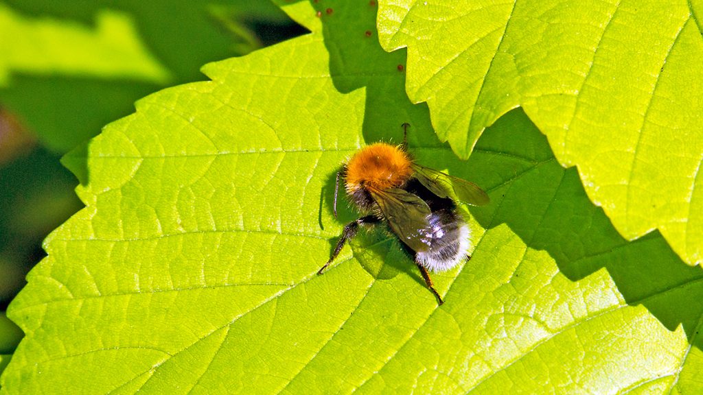 Tree Bumblebee