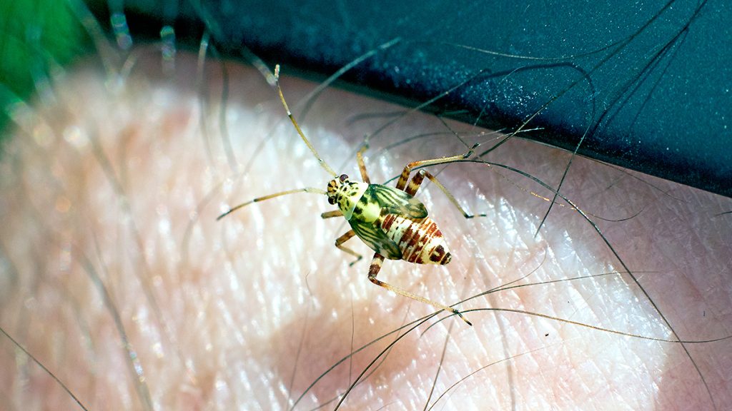 Striped Oak Bug