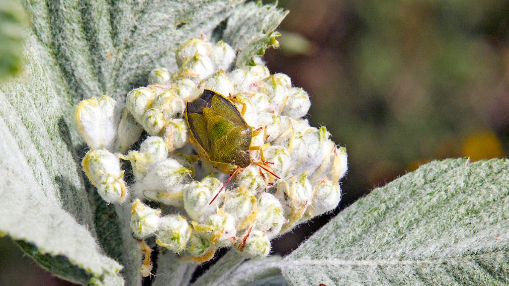 Gorse Shieldbug