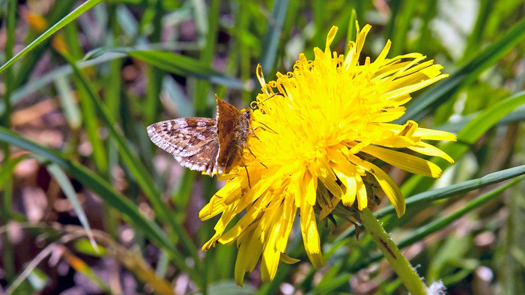 Dingy Skipper butterfly