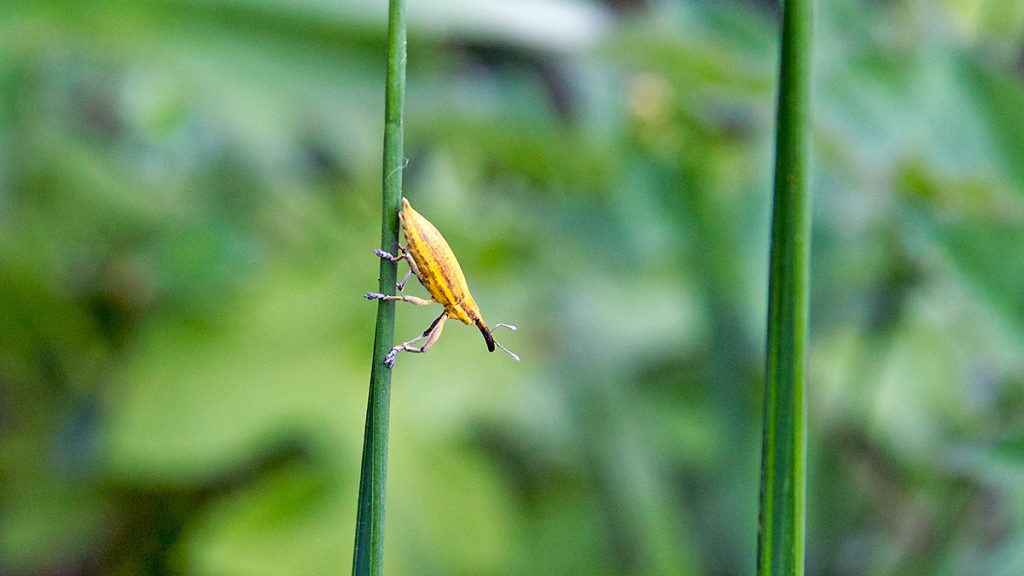 Yellow Weevil