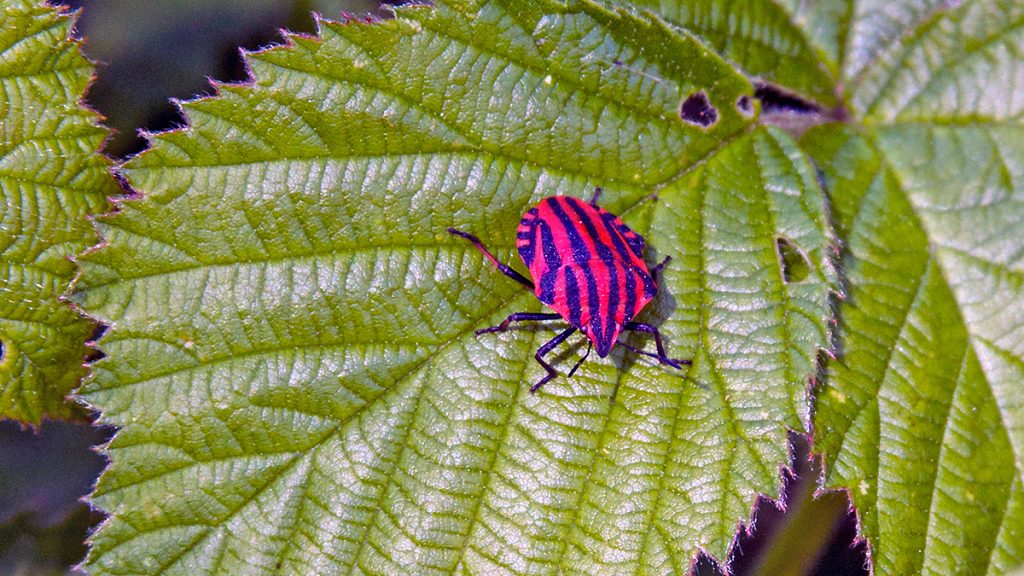 Striped Shieldbug