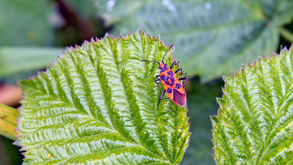 Cinnamon Bug