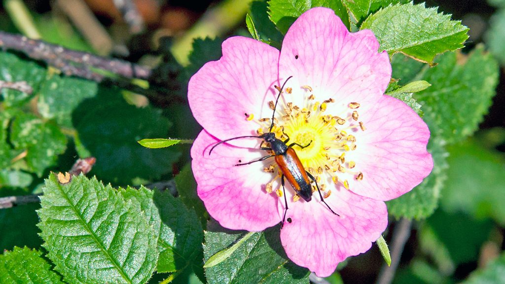 Black-striped Longhorn Beetle on Sweet Briar flower